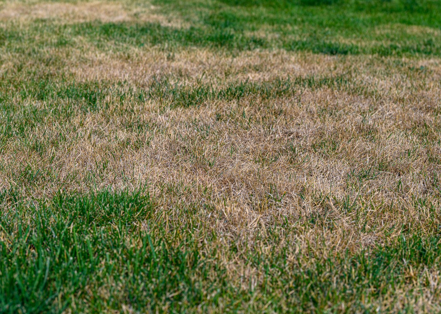 Why Does My Lawn Have Dry Spots Despite Watering?